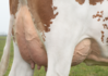 32445-5054--(Elastar)-Rear-udder