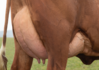 32445-5058-(VR-Fanof)--Rear-udder