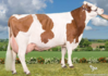 ilanne-dam-8th-lactation