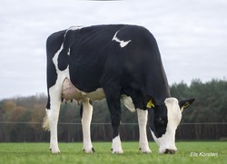 Maranne, 1e lactatie 305 dagen 11003 kg melk en 123 LW
