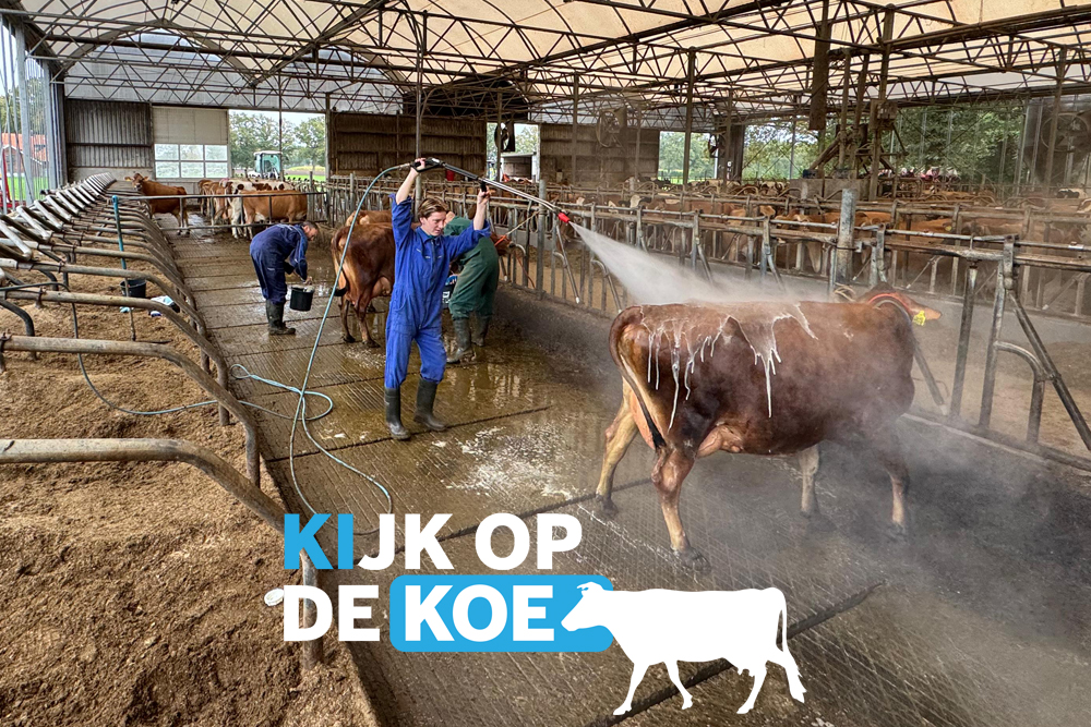 4 ProCROSS en 4 VikingJersey koeien klaar voor RMV Hardenberg