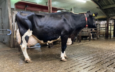 Eerste Nederlandse VH Bernell-dochter produceert in recordtempo 100.000 kg melk