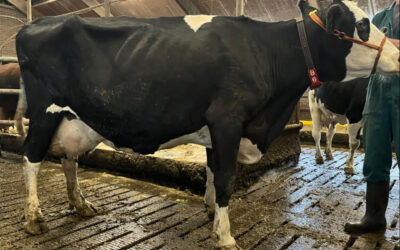 Van rietje tot recordkoe