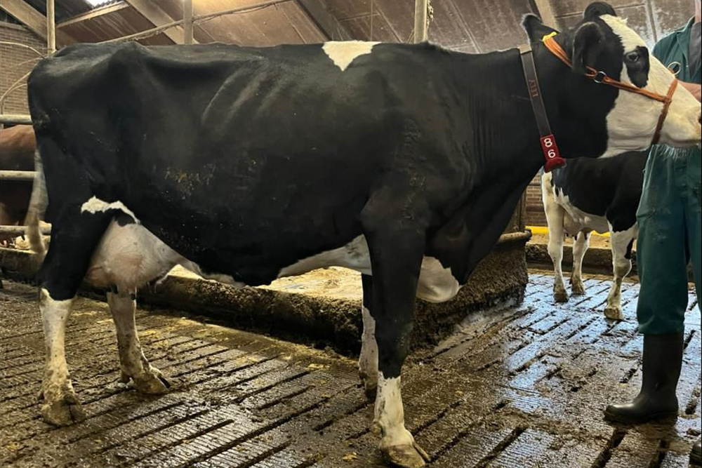 Van rietje tot recordkoe