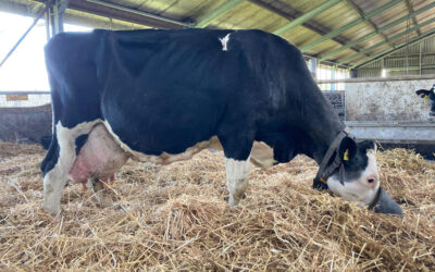 ProCROSS in de top van Hoogste levensproducties