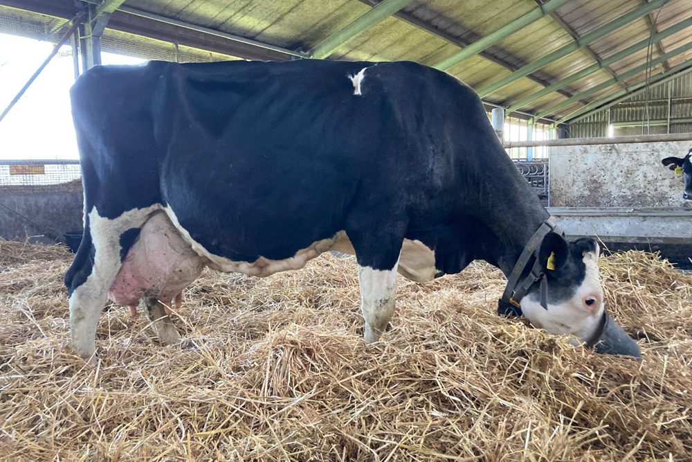 ProCROSS in de top van Hoogste levensproducties