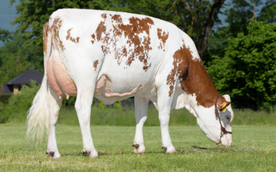 Neutrino breekt alle eiwitrecords