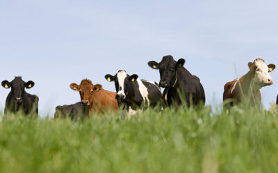 Is uw veestapel toekomstbestendig? Kom naar onze open dagen op 3 en 6 maart!