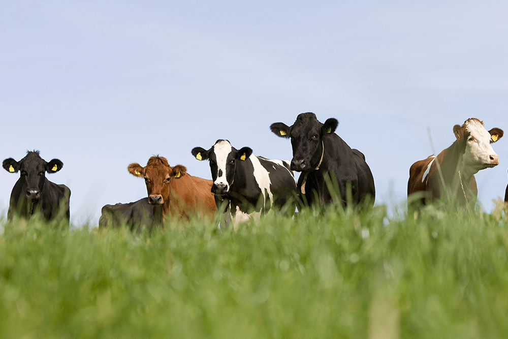 Is uw veestapel toekomstbestendig? Kom naar onze open dagen op 3 en 6 maart!