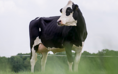 Meer inteelt betekent meer jongvee