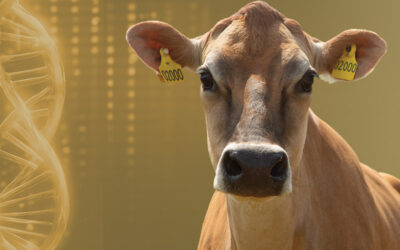 Spectaculaire verbeteringen met Deense Jersey, en dit is waarom!