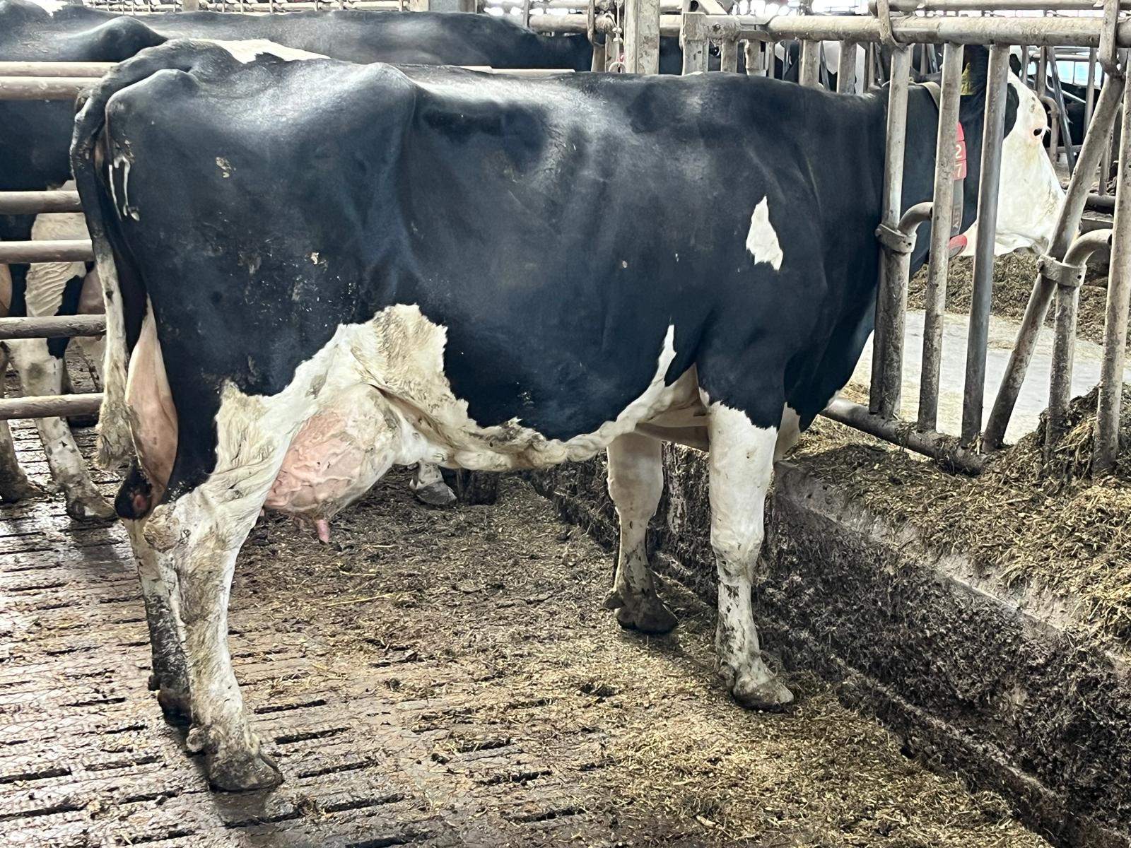 DeJong_Puk30_ProCROSS G1_100.000kg. V. unchoix Puk30_ProCROSS G1