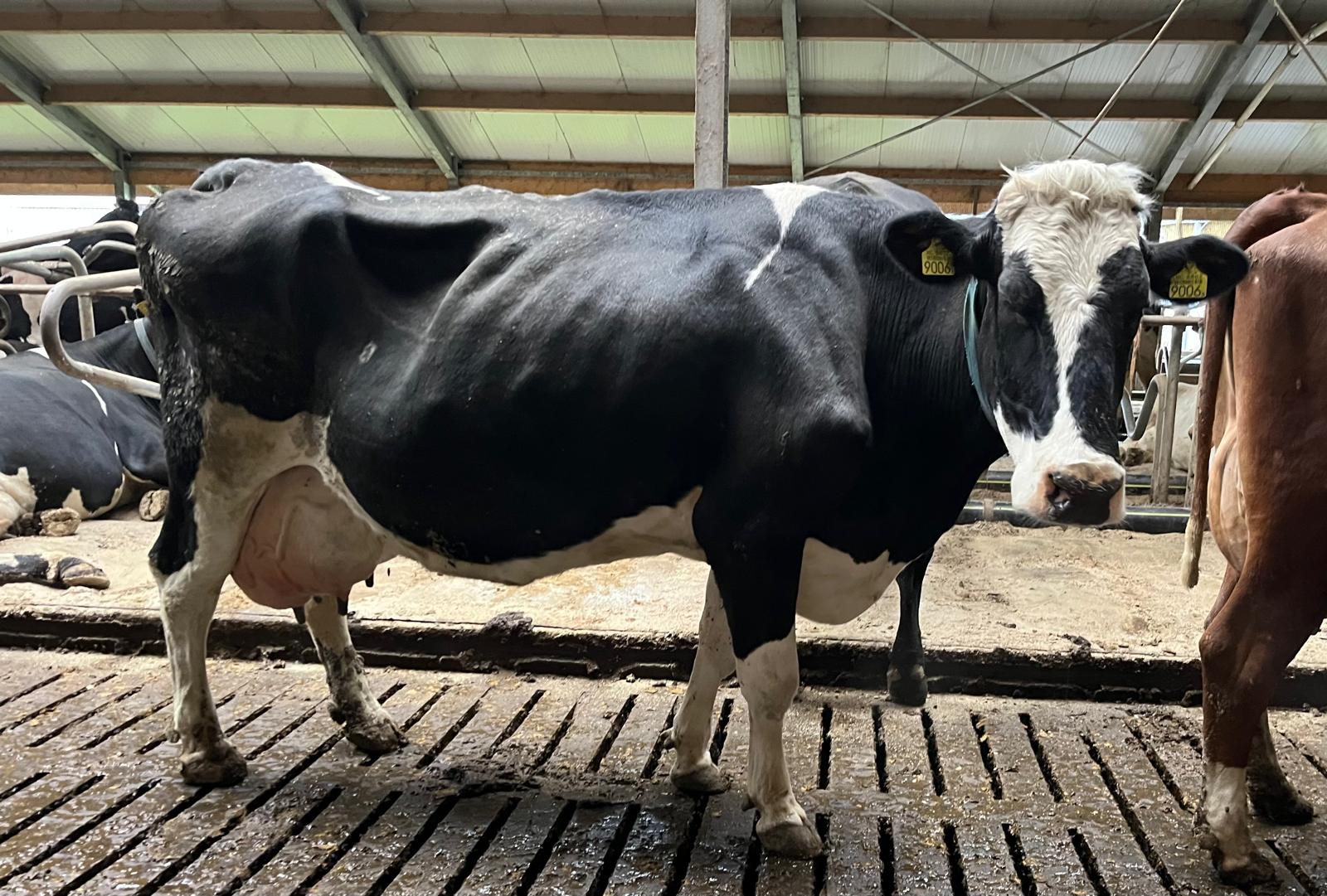 Korevaar_Anneke5_ProCROSS G1_100.000kg.V.Unchoix Anneke5_ProCROSSG1