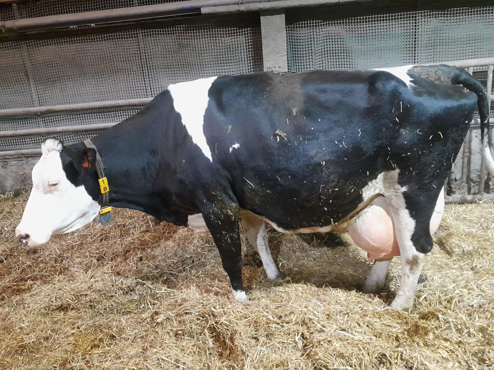 VanErk_Gerda255_G1_100.000kg Gerda255