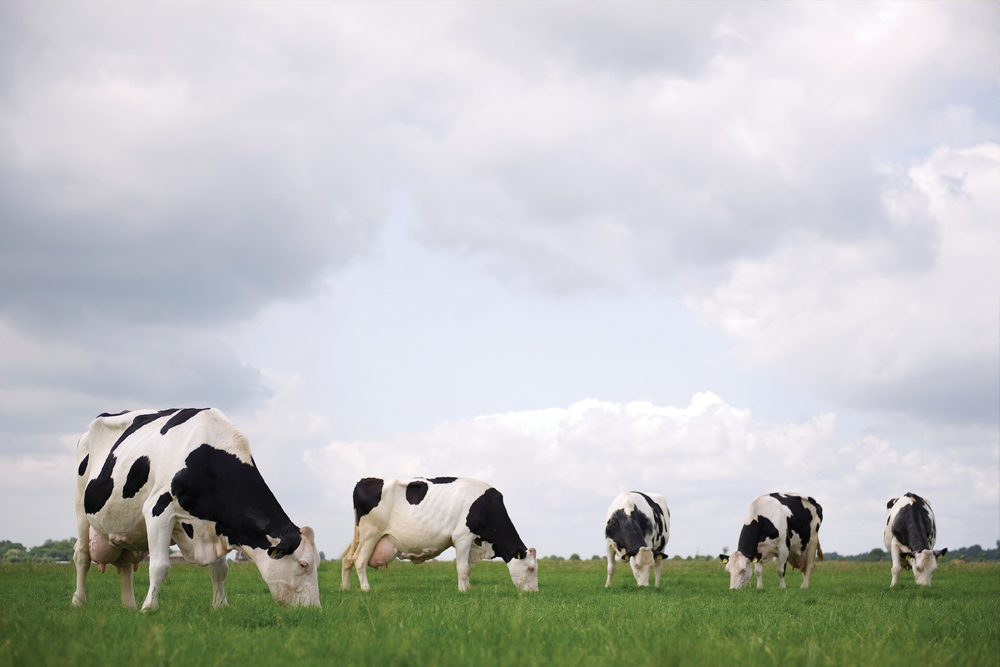 Wie domineren de NVO lijst?