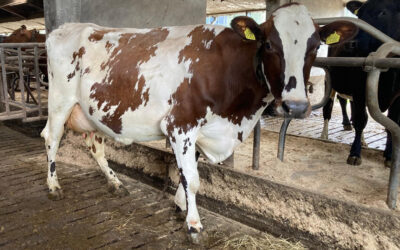 Levensduur die je terugziet in de stal