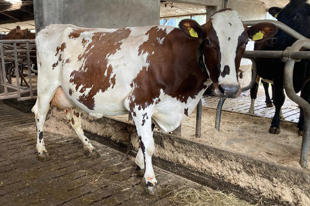 Levensduur die je terugziet in de stal