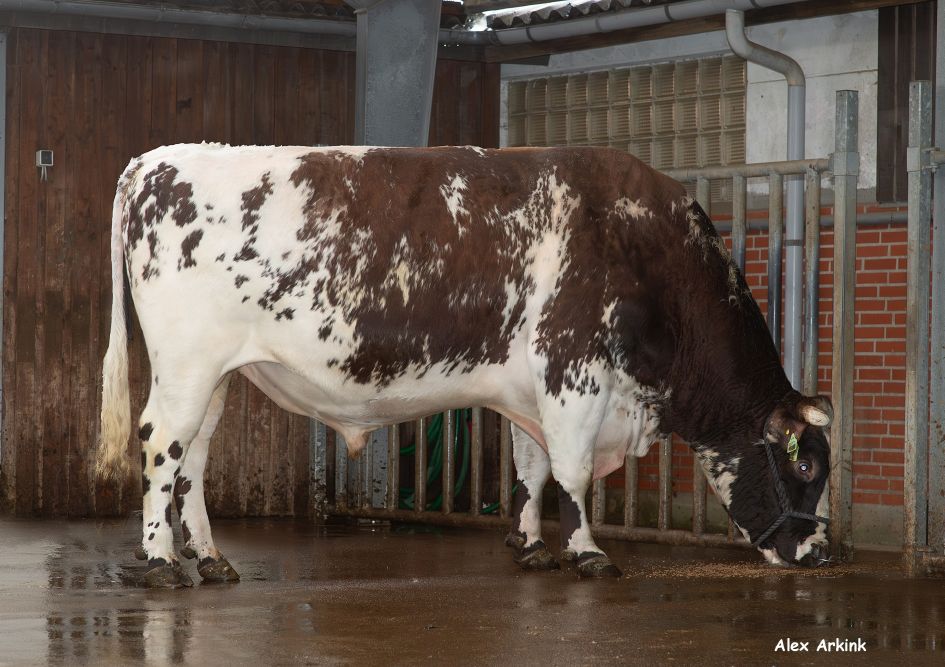 VR Vesty blijft de nummer 1 binnen VikingRed